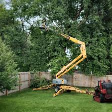 Best Tree Removal  in Bouse, AZ