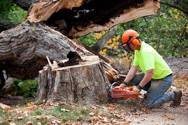 Best Tree Mulching  in Bouse, AZ