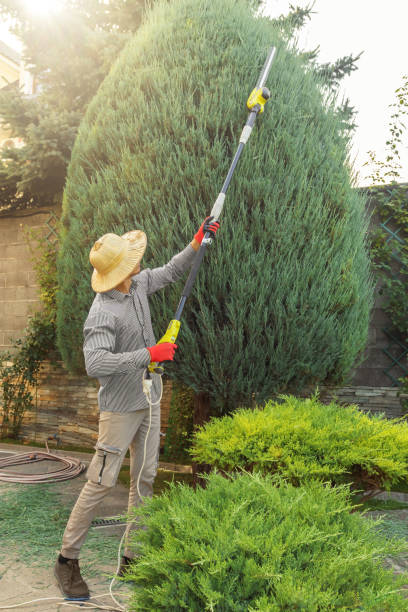 Best Storm Damage Tree Cleanup  in Bouse, AZ