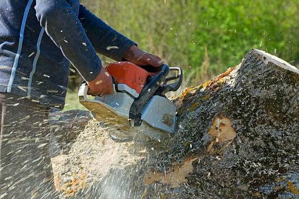 Best Palm Tree Trimming  in Bouse, AZ